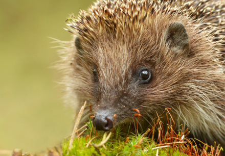 Breathe A Wildlife Friendly Community In Kiveton Listing