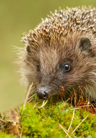 Breathe A Wildlife Friendly Community In Kiveton Listing