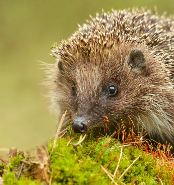 Breathe A Wildlife Friendly Community In Kiveton Listing
