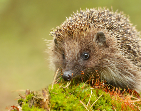 Breathe A Wildlife Friendly Community In Kiveton